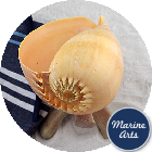 Melon Shell - Selected 17.5-20cm - Gift Pack